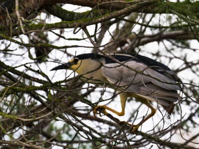 Héron bihoreau, Bihoreau gris Nycticorax nycticorax (Linnaeus, 1758)