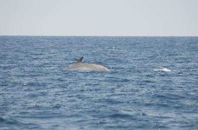 Rorqual bleu, Baleine bleue, Grand rorqual Balaenoptera musculus (Linnaeus, 1758)