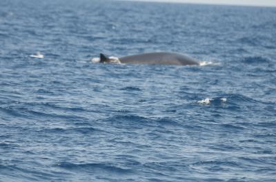 Rorqual bleu, Baleine bleue, Grand rorqual Balaenoptera musculus (Linnaeus, 1758)