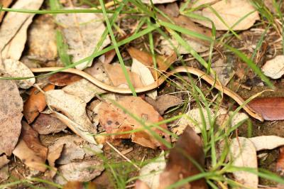 Orvet fragile Anguis fragilis Linnaeus, 1758