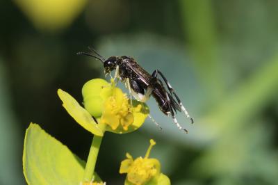 Mouche-à-scie à trois bandes jaunes Macrophya montana (Scopoli, 1763)