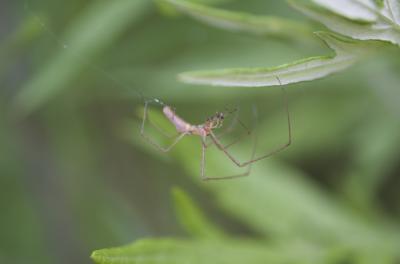  Tetragnatha Latreille, 1804