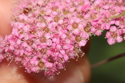 Spirée du Japon Spiraea japonica L.f., 1782