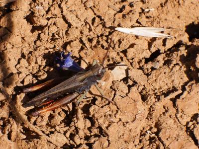 Criquet noir-ébène Omocestus rufipes (Zetterstedt, 1821)