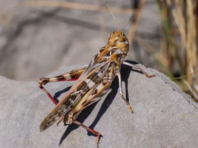 Oedipode soufrée Oedaleus decorus (Germar, 1825)