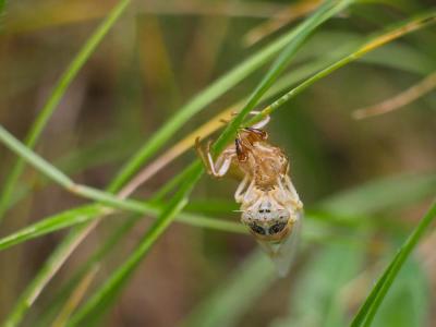 Cigalette pygmée (la) Tettigettula pygmea (Olivier, 1790)