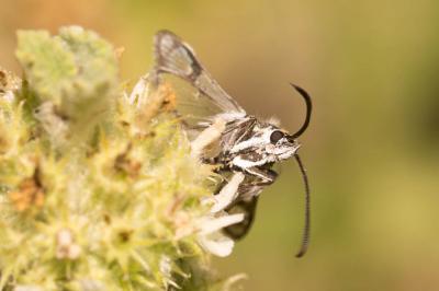 Sésie de la Sanguisorbe (La) Pyropteron leucomelaenum (Zeller, 1847)