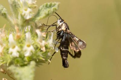 Sésie de la Sanguisorbe (La) Pyropteron leucomelaenum (Zeller, 1847)