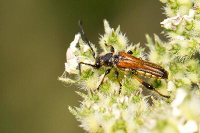 Sténoptère noir Stenopterus ater (Linnaeus, 1767)