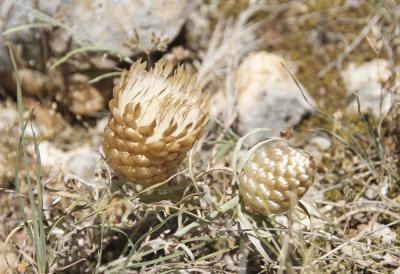 Pomme-de-pin Rhaponticum coniferum (L.) Greuter, 2003