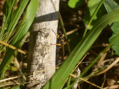  Sceliphron caementarium (Drury, 1770)