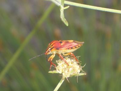  Carpocoris pudicus (Poda, 1761)