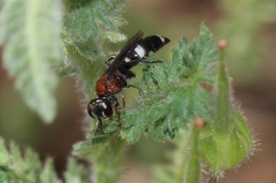  Harpactus formosus (Jurine, 1807)