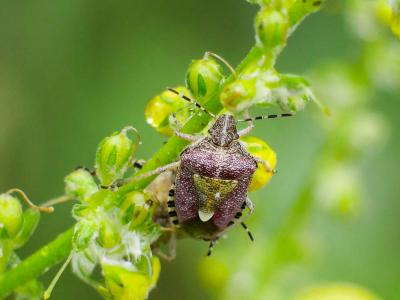 Punaise brune à antennes & bords panachés Dolycoris baccarum (Linnaeus, 1758)