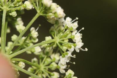 Grand boucage Pimpinella major (L.) Huds., 1762