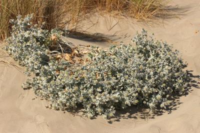 Panicaut de mer, Chardon des dunes, Chardon bleu,  Eryngium maritimum L., 1753