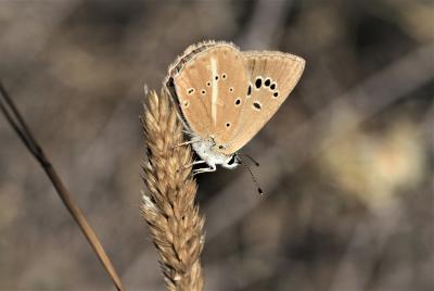 Sablé de la Luzerne (Le), Argus bleu clair (L') Polyommatus dolus (Hübner, 1823)