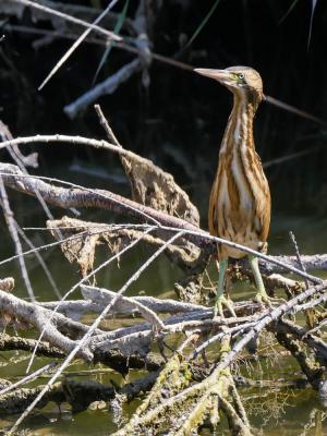 Butor blongios, Blongios nain Ixobrychus minutus (Linnaeus, 1766)