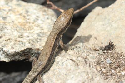 Lézard de Bonnal Iberolacerta bonnali (Lantz, 1927)