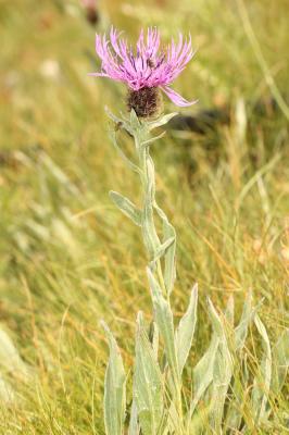 Centaurée à une fleur Centaurea uniflora Turra, 1765