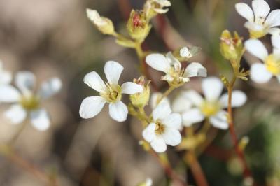 Saxifrage bleue, Saxifrage bleuâtre Saxifraga caesia L., 1753