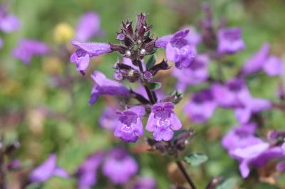 Sarriette des alpes, Calament des Alpes Clinopodium alpinum (L.) Kuntze, 1891