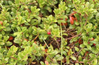 Raisin d'ours, Arbousier traînant Arctostaphylos uva-ursi (L.) Spreng., 1825