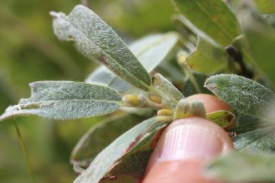 Saule glauque Salix glaucosericea Flod., 1943