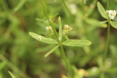 Gaillet boréal Galium boreale L., 1753