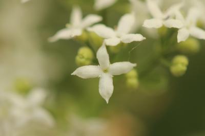 Gaillet boréal Galium boreale L., 1753