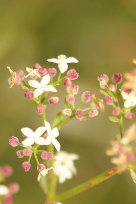 Gaillet boréal Galium boreale L., 1753