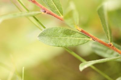 Saule rampant Salix repens subsp. repens L., 1753