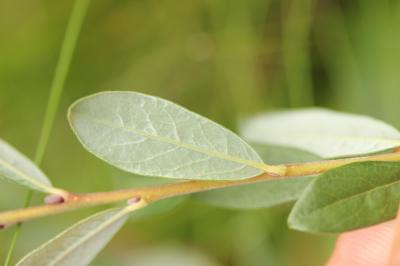 Saule rampant Salix repens subsp. repens L., 1753