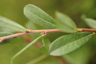 Saule rampant Salix repens subsp. repens L., 1753