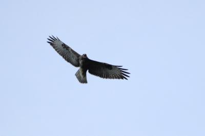 Buse variable Buteo buteo (Linnaeus, 1758)