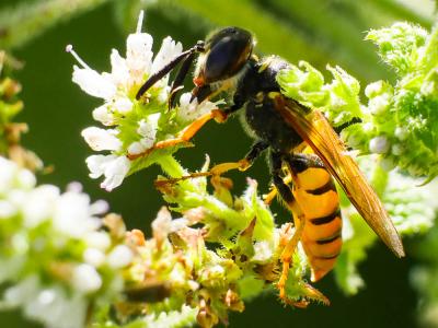  Philanthus triangulum (Fabricius, 1775)