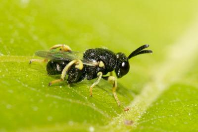  Brachymeria tibialis (Walker, 1834)