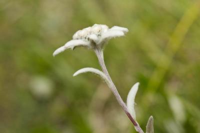 Edelweiss Leontopodium nivale (Ten.) A.L.P.Huet ex Hand.-Mazz., 1927