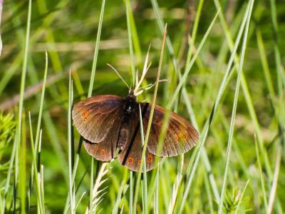 Moiré ottoman (Le) Erebia ottomana Herrich-Schäffer, 1847