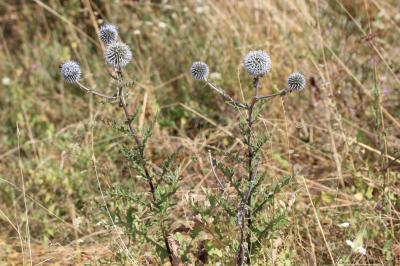 Échinops à tête ronde, Boulette à grosse tête Echinops sphaerocephalus L., 1753