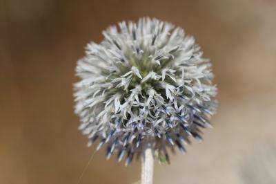 Échinops à tête ronde, Boulette à grosse tête Echinops sphaerocephalus L., 1753