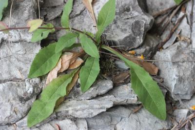 Épervière à feuilles de prénanthes, Épervière faux Hieracium prenanthoides Vill., 1779