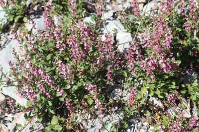 Germandrée lisse Teucrium lucidum L., 1759