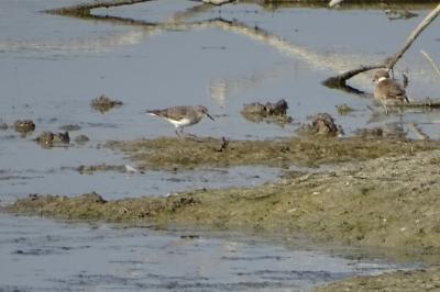 Bécasseau de Temminck Calidris temminckii (Leisler, 1812)