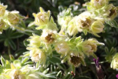 Potentille des neiges Potentilla nivalis Lapeyr., 1782