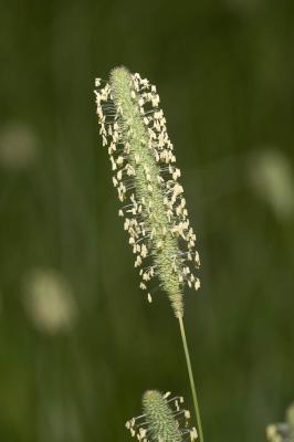 Fléole des prés Phleum pratense L., 1753