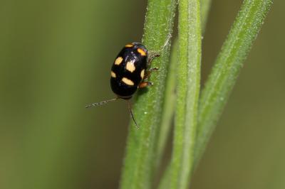 Cryptocéphale massif Cryptocephalus crassus Olivier, 1791