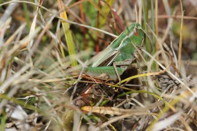 Criquet de la Palène, Sténobothre ligné, Criquet d Stenobothrus lineatus (Panzer, 1796)