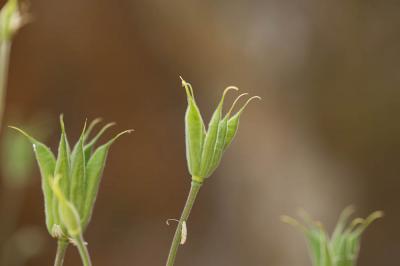 Ancolie vulgaire, Clochette Aquilegia vulgaris L., 1753