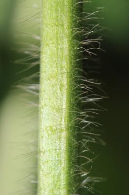 Aigremoine élevée, Aigremoine odorante Agrimonia procera Wallr., 1840